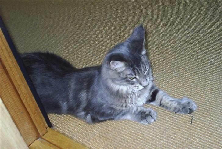 Maine Coon Corona aka Cassi billede 6