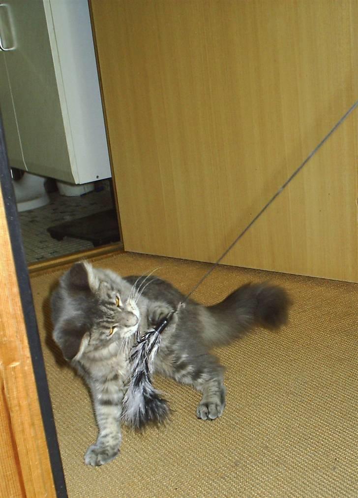 Maine Coon Corona aka Cassi billede 7