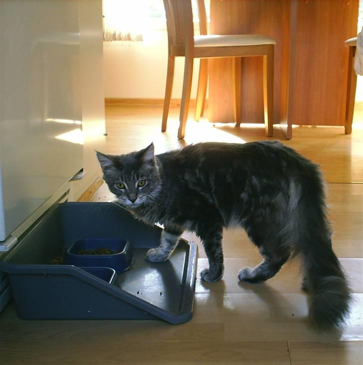 Maine Coon Corona aka Cassi billede 8
