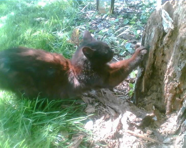 Blanding af racer oline billede 3