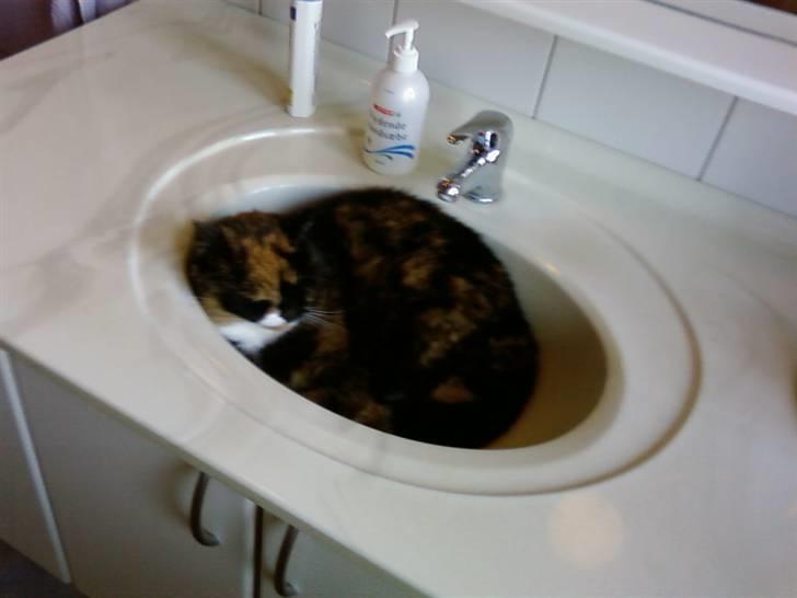 Blanding af racer Mette billede 17