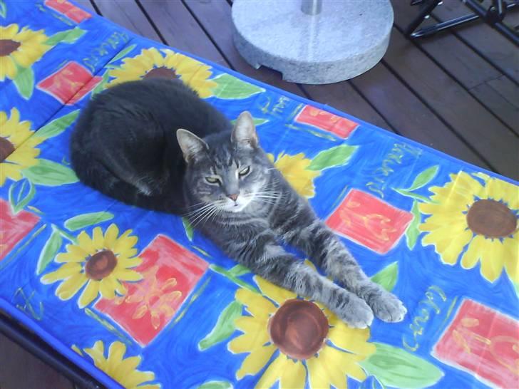 Huskat Gismo billede 13