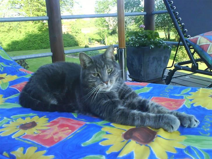 Huskat Gismo billede 14