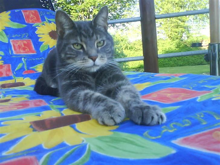 Huskat Gismo billede 15