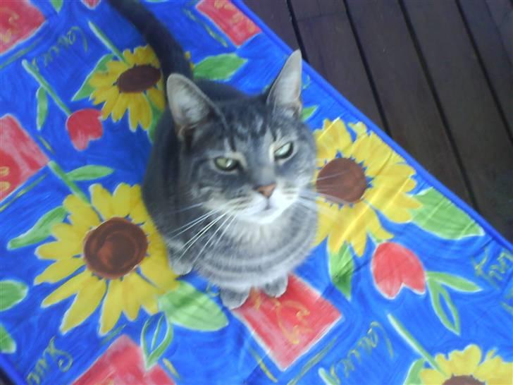 Huskat Gismo billede 16