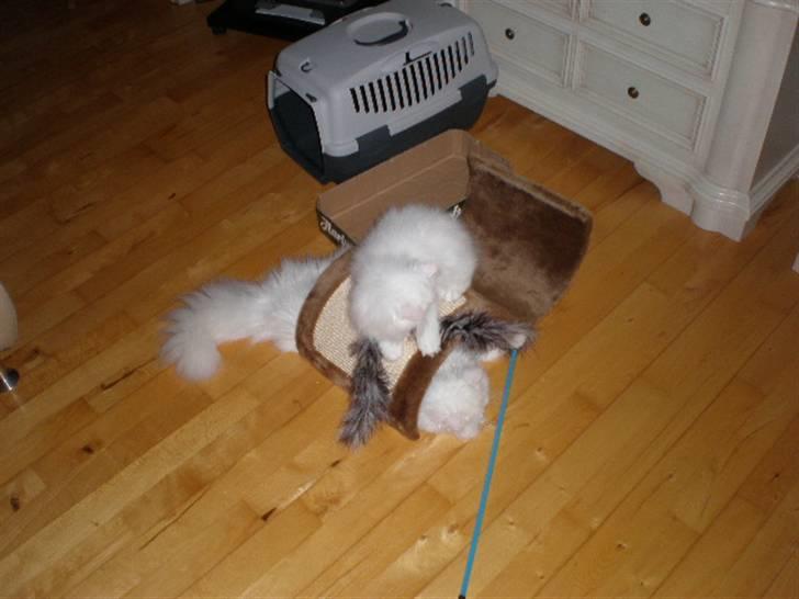 Perser Vanilla billede 1