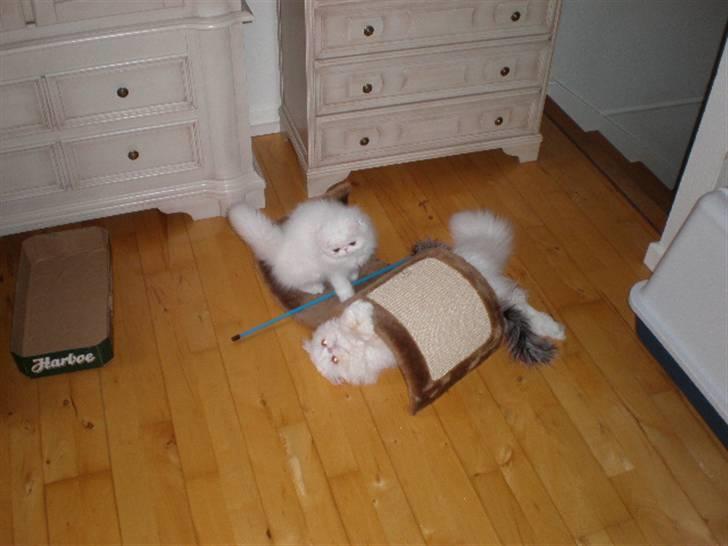 Perser Vanilla billede 2