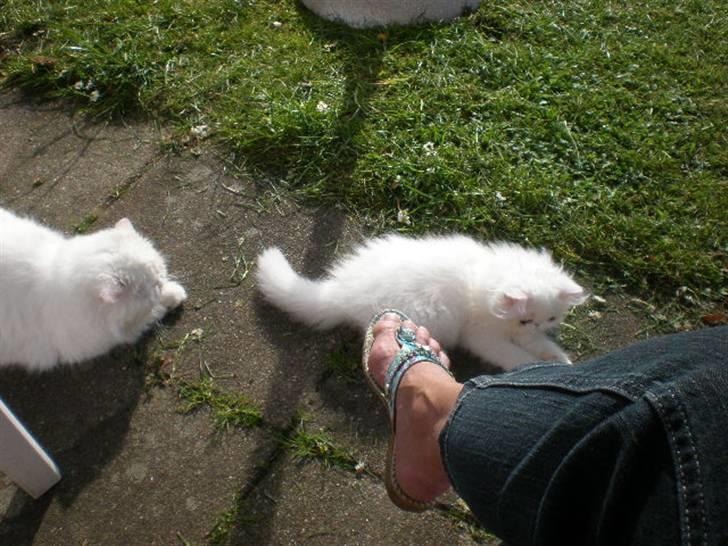 Perser Vanilla billede 3