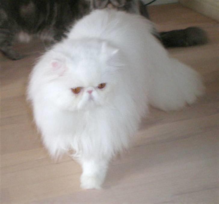 Perser Vanilla billede 4