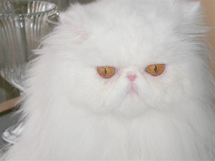 Perser Vanilla billede 5