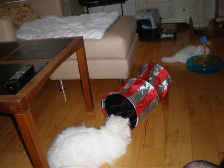 Perser Vanilla billede 6