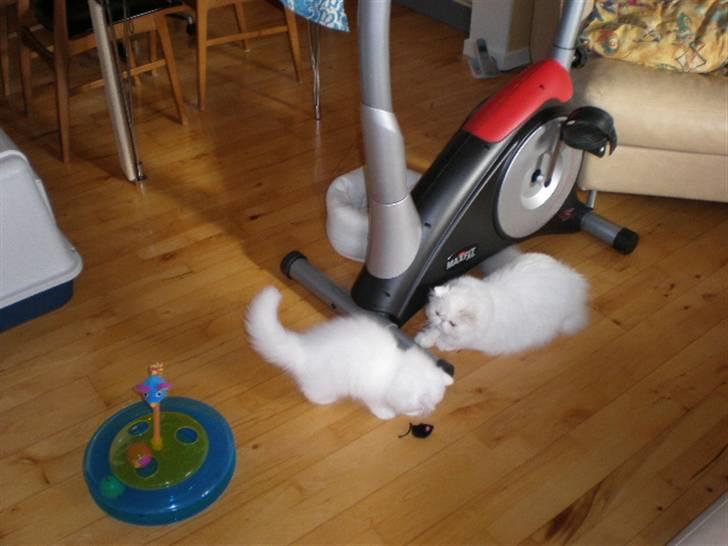 Perser Vanilla billede 7