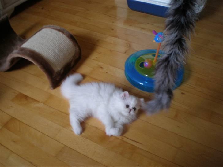 Perser Vanilla billede 8