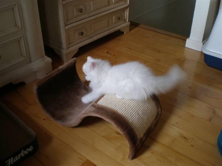 Perser Vanilla billede 9