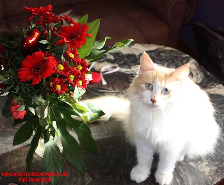 Norsk Skovkat cormats pipi - Smukke Pipi, som baby billede 1