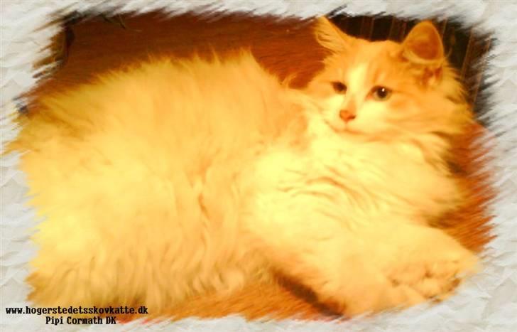 Norsk Skovkat cormats pipi - smukke ligger og daser billede 2