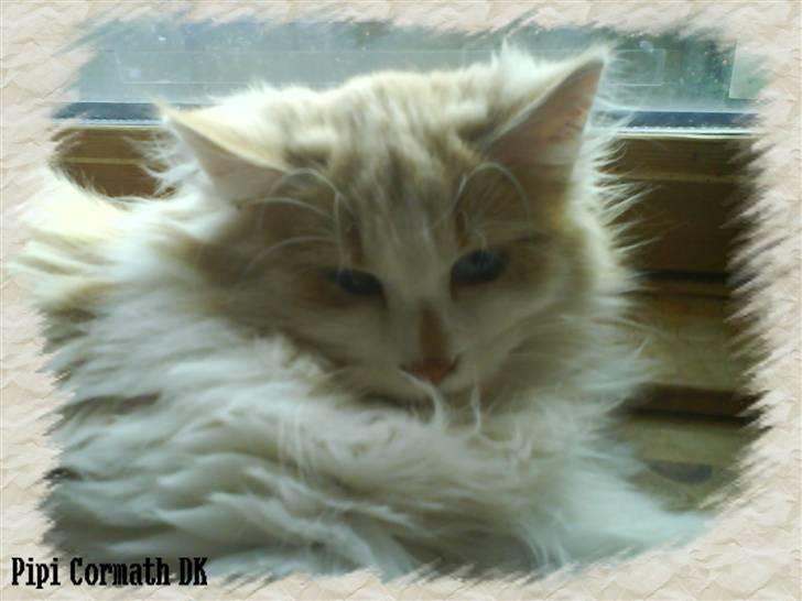Norsk Skovkat cormats pipi - Smukke Pipi, som killing billede 3