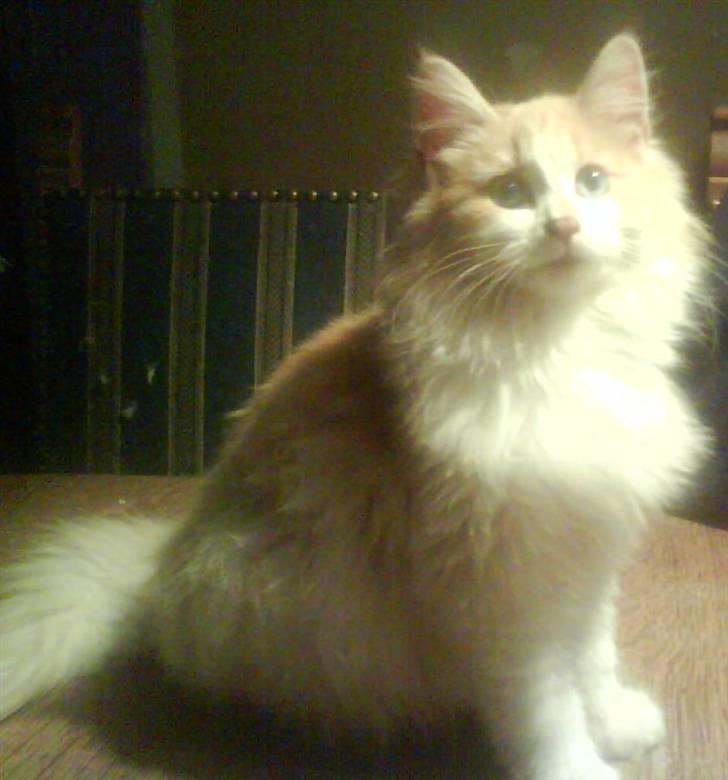 Norsk Skovkat cormats pipi - se hvor lækker jeg er mor billede 4