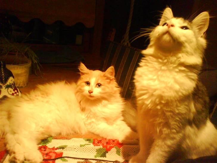 Norsk Skovkat cormats pipi - pipi og hendes halvbror dino billede 5