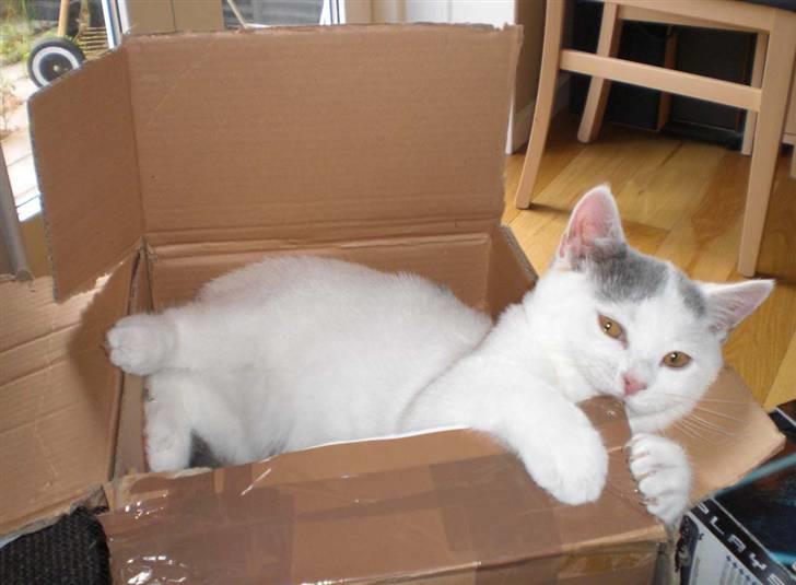 British Shorthair Kuzco billede 1