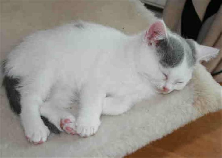 British Shorthair Kuzco - Kuzco 9 uger gammel billede 2