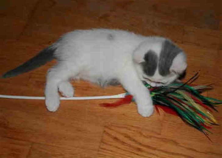 British Shorthair Kuzco - Kuzco 7 uger gammel billede 3