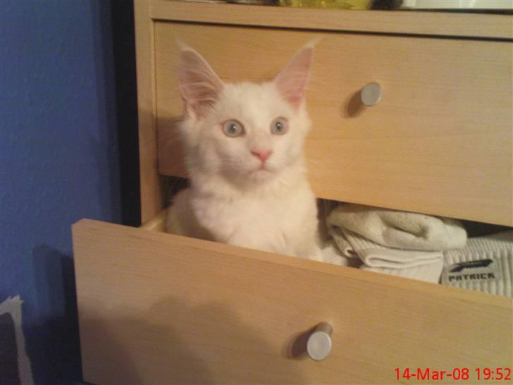 Maine Coon Dk Aquacoon´s Xeo billede 6