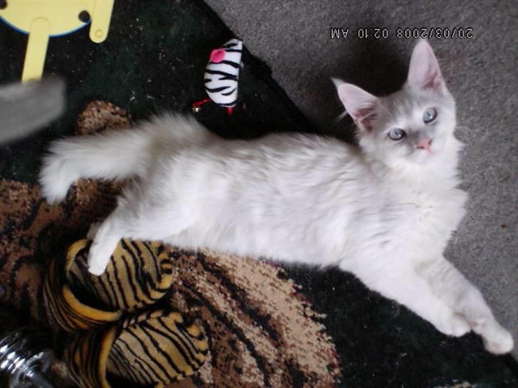 Maine Coon Dk Aquacoon´s Xeo billede 7