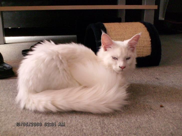 Maine Coon Dk Aquacoon´s Xeo billede 8