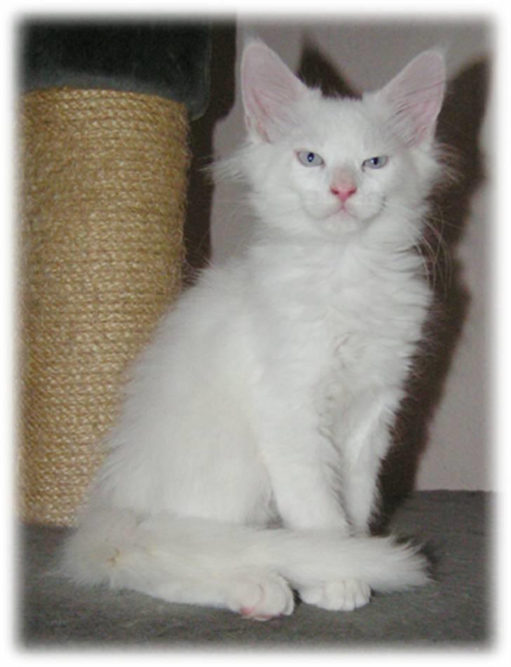 Maine Coon Dk Aquacoon´s Xeo billede 9