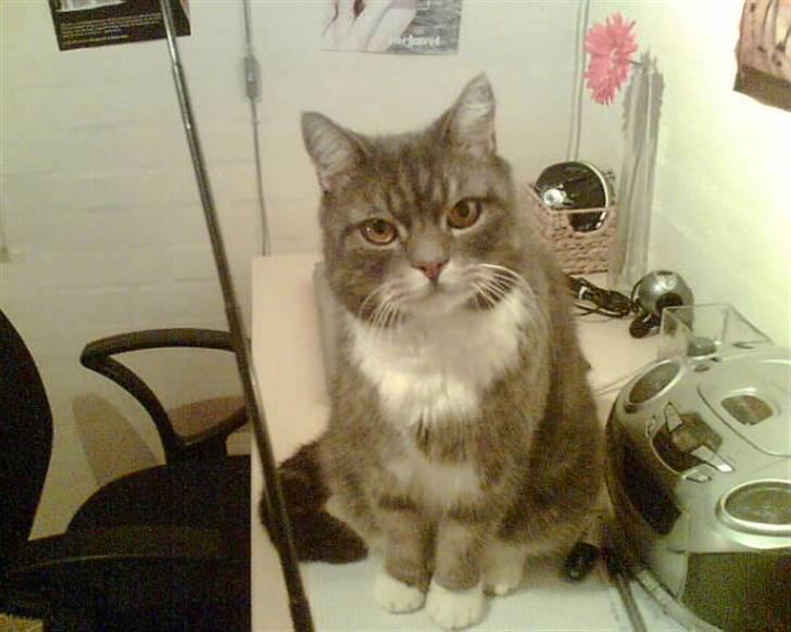 Blanding af racer Oliver <3 R.I.P - Min dejlige Oliver <3 billede 1