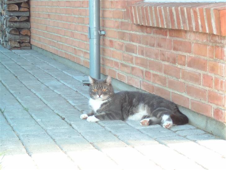 Blanding af racer Oliver <3 R.I.P - Oliver ude på terassen :) billede 2