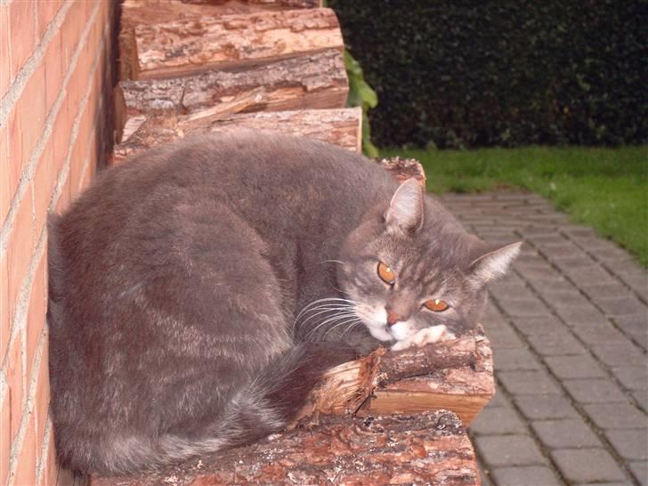 Blanding af racer Oliver <3 R.I.P - Selvom det regnede, ville han hellere ligge ude og spille fornærmet :p billede 3