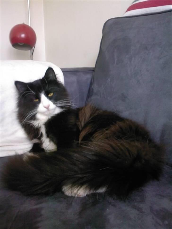 Norsk Skovkat Brutalis R.I.P du skønne lille skat :( - Så stor er man blevet, her på sin 1 års fødselsdag... billede 14