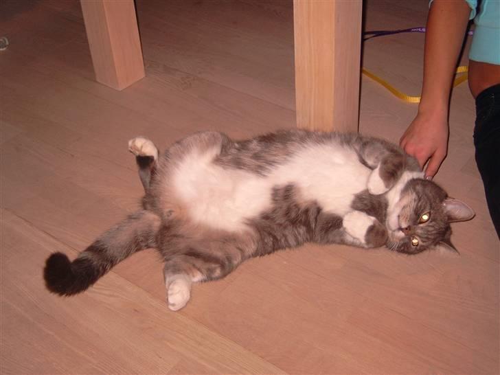 Blanding af racer Oliver <3 R.I.P - Tykke kat :P billede 4