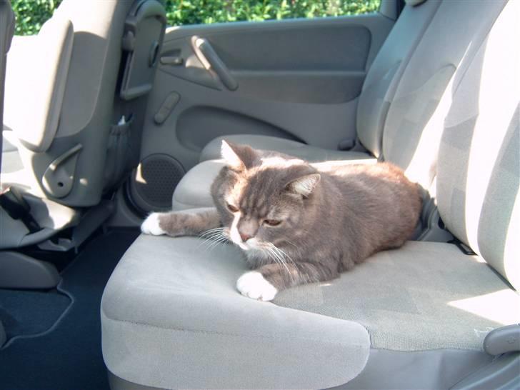 Blanding af racer Oliver <3 R.I.P - Oliver ville med mormor hjem , og havde selv hoppet ind af vinduet til bilen :) billede 5