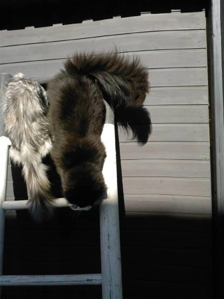 Norsk Skovkat Brutalis R.I.P du skønne lille skat :( - Hun er altid på tværs - når jeg vil ned, vil hun op;o) billede 15