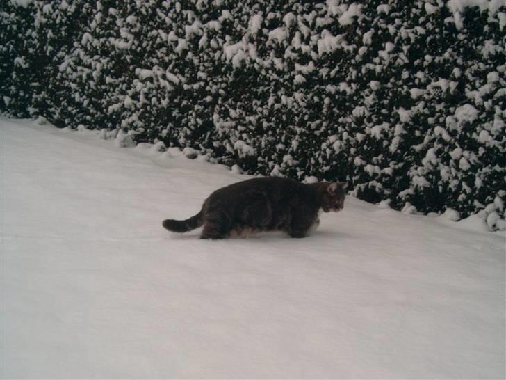 Blanding af racer Oliver <3 R.I.P - Oli i sneen :P billede 6