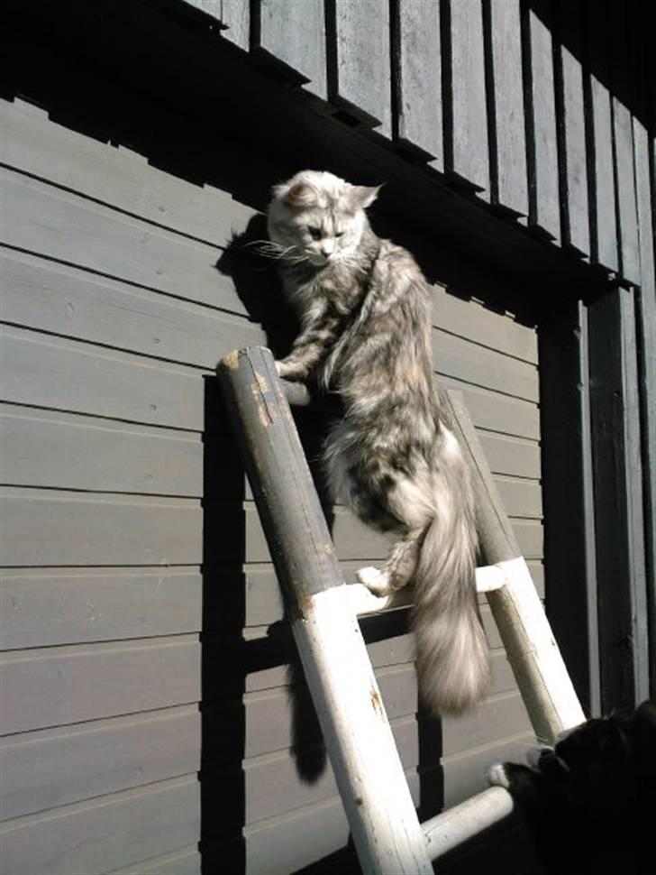 Maine Coon Ziya - R.I.P 7/12 2021 <3 - Hvorfor skal han altid følge efter mig-man kan da heller ikke få fred;o) billede 20