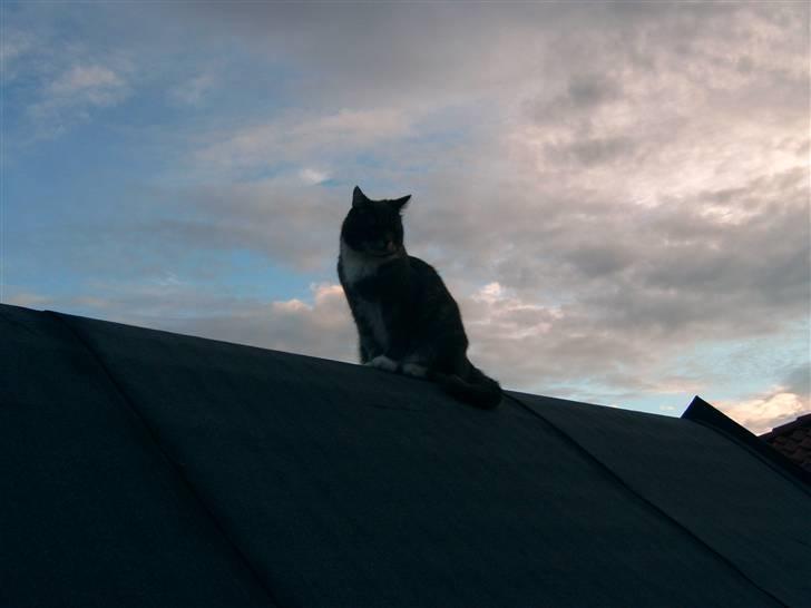 Blanding af racer Oliver <3 R.I.P - På taget af legehuset :) Skøre kat :p billede 7