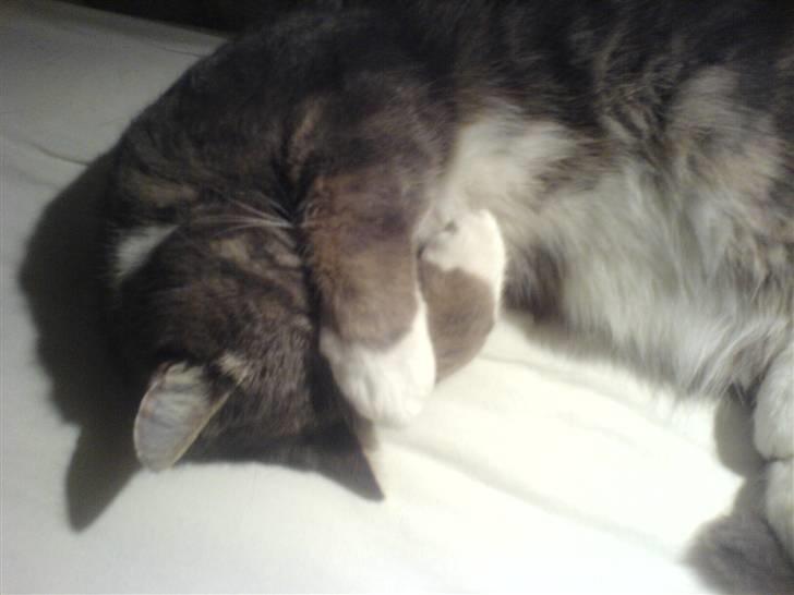 Blanding af racer Oliver <3 R.I.P - Min dejlige bassemand putter :p <3 billede 8