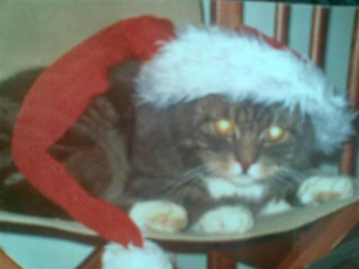 Blanding af racer Oliver <3 R.I.P - Ja katten skal da også være med til at fejre jul :)  billede 9