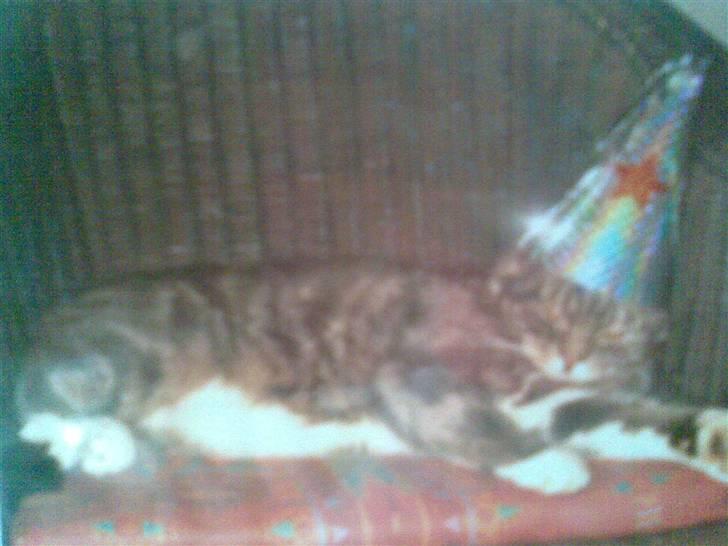 Blanding af racer Oliver <3 R.I.P - Han var også med nytårsaften, og skulle selvfølgelig ha en lille fin hat :D billede 10