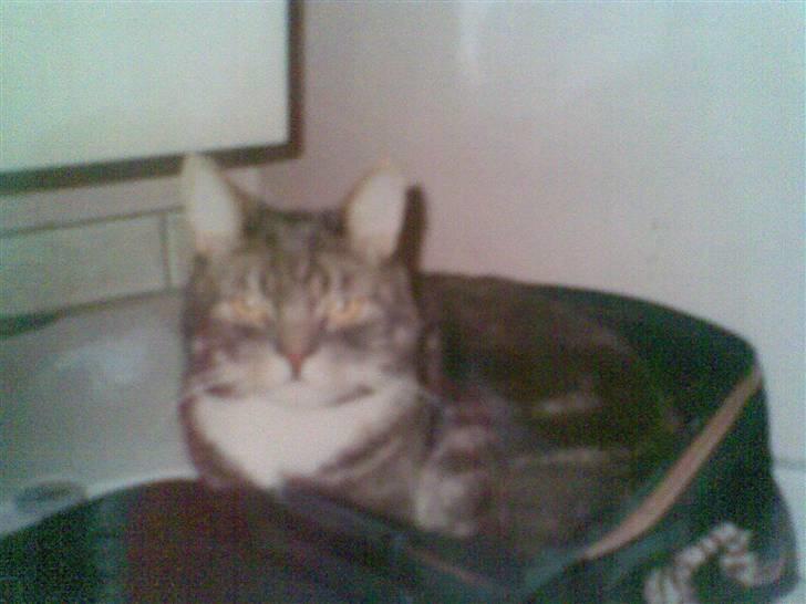 Blanding af racer Oliver <3 R.I.P - Billedet er taget aftenen inden vi skulle rejse en uge til Tenerife. Oliver mente han lige kunne smutte med i toliet tasken :)  billede 11