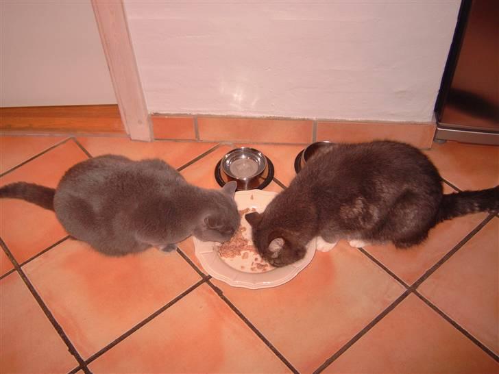 Blanding af racer Oliver <3 R.I.P - Mmh TUN :D billede 12