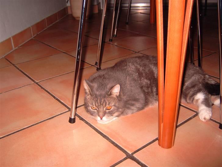 Blanding af racer Oliver <3 R.I.P - Godt træt efter at ha delt tun med lillesøster zenia :) billede 13