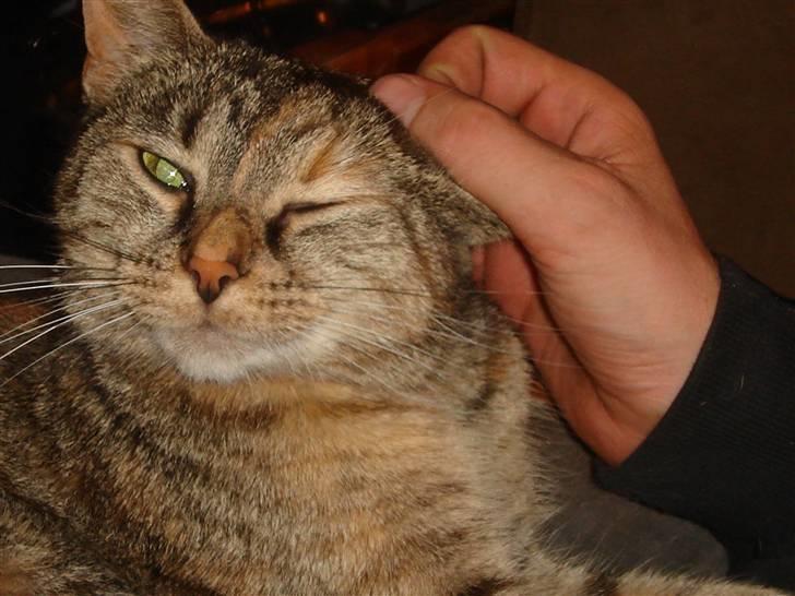 Blanding af racer maggie billede 3