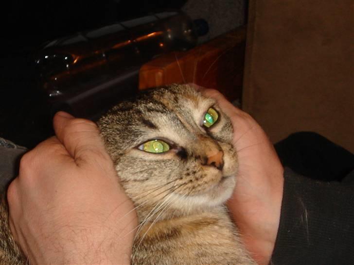 Blanding af racer maggie billede 4