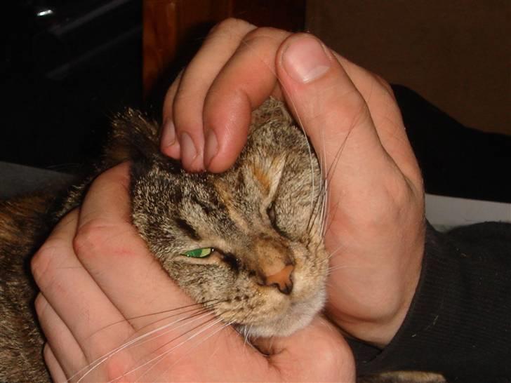 Blanding af racer maggie billede 5