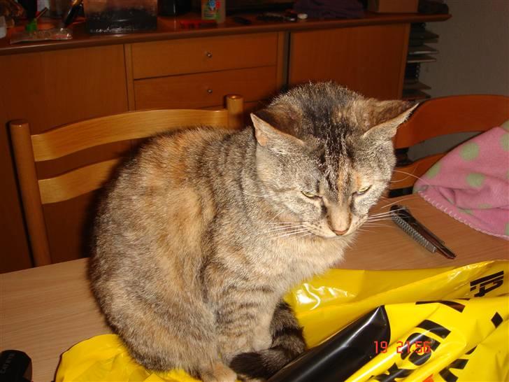 Blanding af racer maggie billede 6